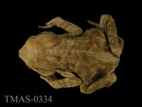 藏品(盤古蟾蜍)的圖片